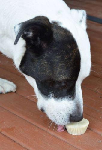 10448565-FrostyPawCup1-697x1024-650-3d6504e3ae-1484652512.jpg
