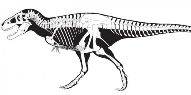 skelet-gigantskogo-dinozavra.jpg