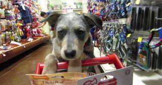 Интернет влюбился в собачку, которая сама ходит в магазин!