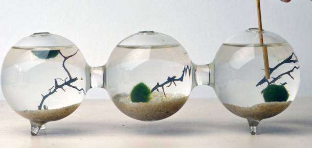 Marimo-glass-spheres-3.jpg