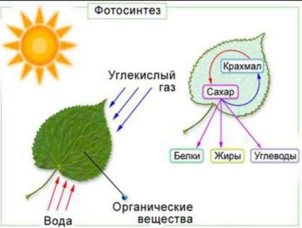 osnova-fotosinteza-600x452.jpg