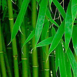 bambuk-volokno-11-300x300.jpg