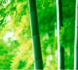 bambuk-volokno-13.jpg