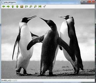 grey_penguine.jpg