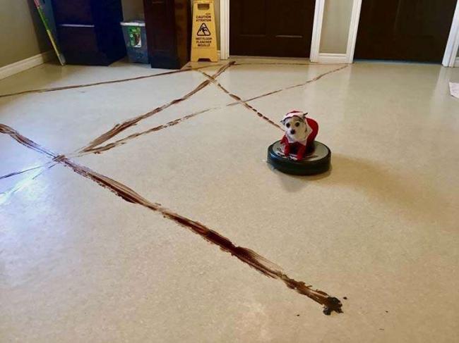 robot-vacuum-cleaner-spreads-dog-shit-everywhere-vinegret-4.jpg