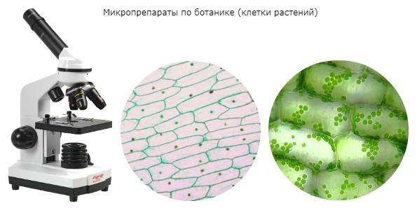 botanicheskie-mikropreparaty-foto-primery.jpg