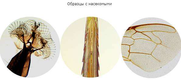 fiziologicheskie-obrazcy-s-nasekomymi.jpg
