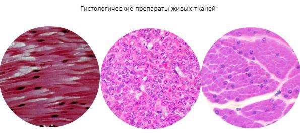 gistologicheskye-preparaty-jivych-tkatey.jpg