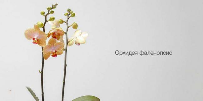 2019-07-universalnyj-analizator-pochvy-i-osveshhennosti-xiaomi-smart-flower-monitor-4.jpg
