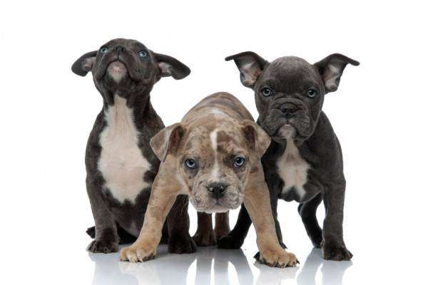 depositphotos_250124454-stock-photo-3-american-bully-dogs-looking.jpg