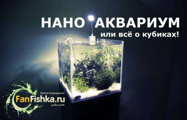 1548342312_nano-akvarium-fanfishka.jpg