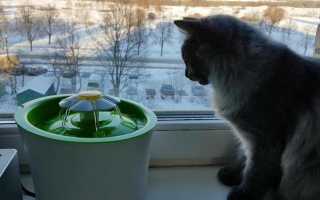 Как выбрать фонтанчик для кошки