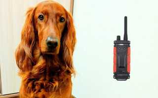 Электронный ошейник для дрессировки собак