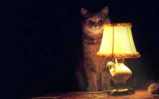 Откуда взялся кот с лампой?, Старожилы, просветите!
