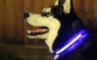 Светящийся ошейник для собак: модели, характеристики, выбор, отзывы