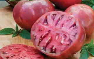 Как я фиолетовые помидоры выращивала