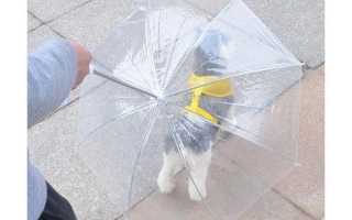 Зонт для собаки