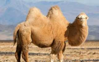 Пуховик на верблюжьей шерсти: отзывы, модели и производители