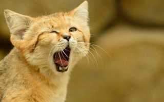 Барханная кошка – жемчужина пустыни
