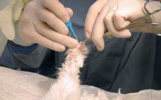 Операция мягкие лапки для кошек или удаление когтей